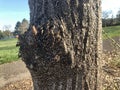 Colony of young heteropterans on linden tree Royalty Free Stock Photo