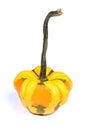 Coloquinte, squash, cucurbitaceae, pumpkin, on white background