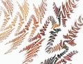 The color of the abstract tiger skin. Zigzag texture on a white background. Abstract fractal background. 3d rendering. 3d