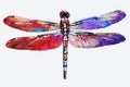 Color acrylic paint. Colorful dragonflies