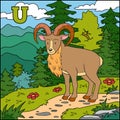 Color alphabet: letter U (urial)