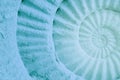 Color of ammonite prehistoric fossil. Royalty Free Stock Photo