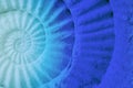 Color of ammonite prehistoric fossil. Royalty Free Stock Photo