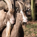 Color animal portrait of couple of two lovely cute funny sweet cozy bearded goats watching in the same direction Royalty Free Stock Photo