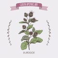 Color Arctium lappa aka greater burdock sketch. Royalty Free Stock Photo