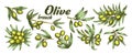 Color Assortment Different Olive Branch Set Ink Vector Royalty Free Stock Photo