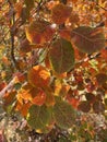 The color of autumn - the beautiful yellow leaves of Cotinus coggygria Royalty Free Stock Photo