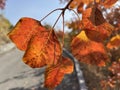 The color of autumn - the beautiful yellow leaves of Cotinus coggygria Royalty Free Stock Photo