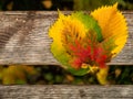 Color autumn leaves on old wooden plank