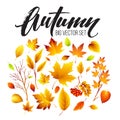 Color autumn leaves on white background. Fall leaf set. Vector illustration