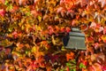 The color of autumn on a sunny wall Royalty Free Stock Photo