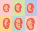 Color background of frames with silhouette set fetal growth in placenta Royalty Free Stock Photo