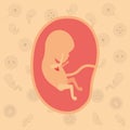 Color background pattern pregnancy icons with fetus human growth in placenta a few weeks Royalty Free Stock Photo