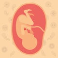 Color background pattern pregnancy icons with fetus human growth in placenta ninth week Royalty Free Stock Photo