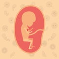 Color background pattern pregnancy icons with fetus human growth in placenta trimestrer Royalty Free Stock Photo