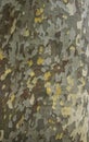 Color of bark American Platanus occidentalis. background from the bark of a tree