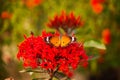 Color of beautiful flower with butterfly Royalty Free Stock Photo