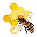 Color bee vector