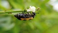 Color Beetle on weed flower Royalty Free Stock Photo