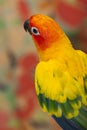 Color bird