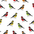 Color birds seamless vector print Royalty Free Stock Photo