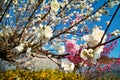 The Color Blending Cherry blossoms Royalty Free Stock Photo