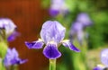 Color bloom of iris flower Royalty Free Stock Photo