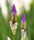 Color bloom of iris flower Royalty Free Stock Photo