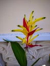 the color of the heliconia flower that has bloomed