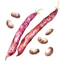 Color borlotti beans and pod isolated, watercolor illustration on white