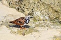 Charadriidae bird by the sea