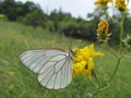 Color Butterfly