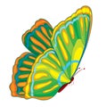 Color butterfly, isolated object on a white background, vector illustration Royalty Free Stock Photo