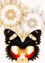 Color Butterfly with ornament and white background. Royalty Free Stock Photo