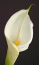 Color Cala Lilly Royalty Free Stock Photo