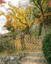 Color change maple leaves tree on lower hill rock stair