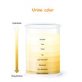 Urine Color Chart and Meaning. Assessing hydration Royalty Free Stock Photo