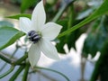 The color of chili flowers varies Royalty Free Stock Photo