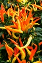 color chilli plants texture