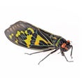 Color cicada isolated