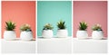 Color collage. Couples of House Plant. abstract still life Royalty Free Stock Photo