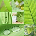 Color concept: green collage with plants and objects Royalty Free Stock Photo