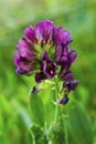 Color contrast of the Cow Vetch on the summer field