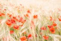 Color contrast: red poppy and yellow wheat. Royalty Free Stock Photo