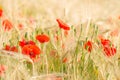 Color contrast: red poppy and yelow wheat. Royalty Free Stock Photo