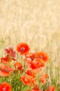 Color contrast: red poppy and yelow wheat. Royalty Free Stock Photo