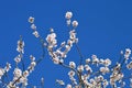 Color contrast: White almond flowers and almond fruits  with blue sky Royalty Free Stock Photo