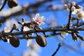 Color contrast: White almond flowers and fuits with blue sky. Close-up. Royalty Free Stock Photo