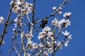 Color contrast: White almond flowers and fuits with blue sky Royalty Free Stock Photo