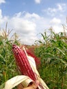 the color of the corn is very beautiful and attractive Royalty Free Stock Photo